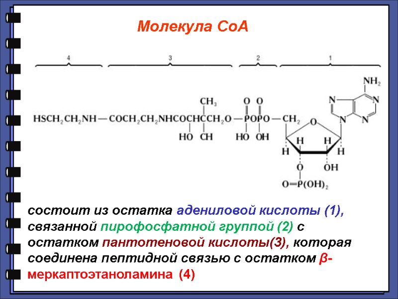 состоит из остатка адениловой кислоты (1), связанной пирофосфатной группой (2) с остатком пантотеновой кислоты(3),